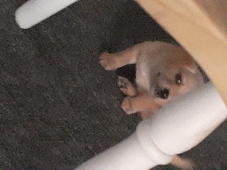 What Is My Chihuahua Puppy Mixed With?