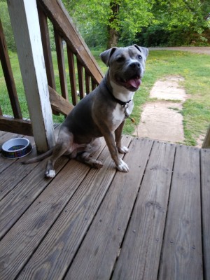 Is My Dog a Full Blooded Pit Bull? - dog sitting on porch