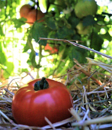 A ripe red tomato in a garden.
