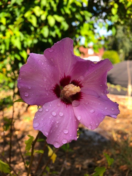 A Rose of Sharon in bloom.