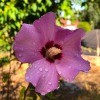 A Rose of Sharon in bloom.