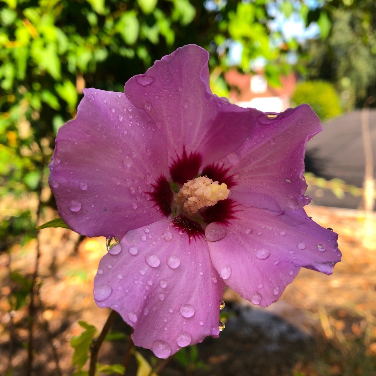 Rose of Sharon Bloom (Hibiscus syriacus) | ThriftyFun