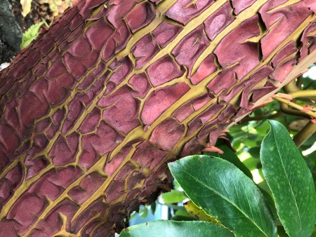 Peeling Bark on a Madrone Tree - peeling bark on a madrone