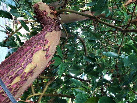 Peeling Bark on a Madrone Tree - view of an area of the trunk with both newly exposed bark and the sloughing bark layer