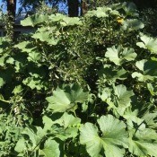 A pumpkin plant being supported by an apple tree.