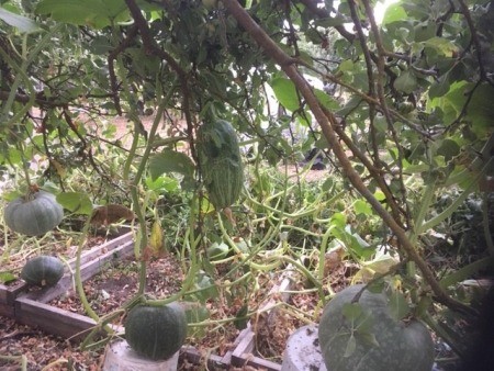 A pumpkin plant being supported by an apple tree.