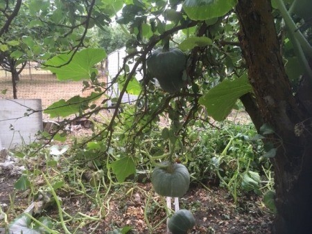A pumpkin plant being supported by an apple tree.