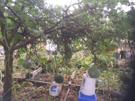 A pumpkin plant being supported by an apple tree.