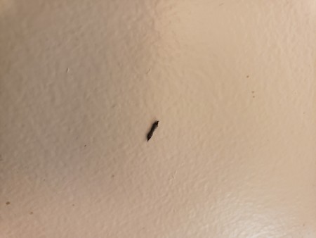 Identifying a Small Brown Bug? | ThriftyFun