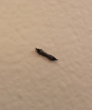 Identifying a Small Brown Bug? - what appears to be a two headed bug
