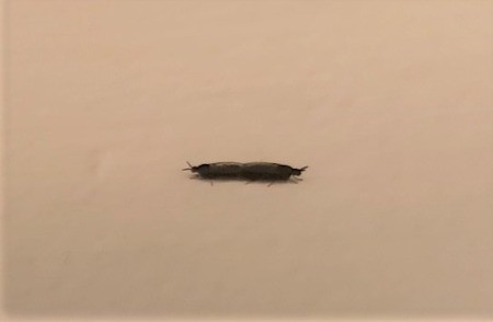 Identifying a Small Brown Bug?