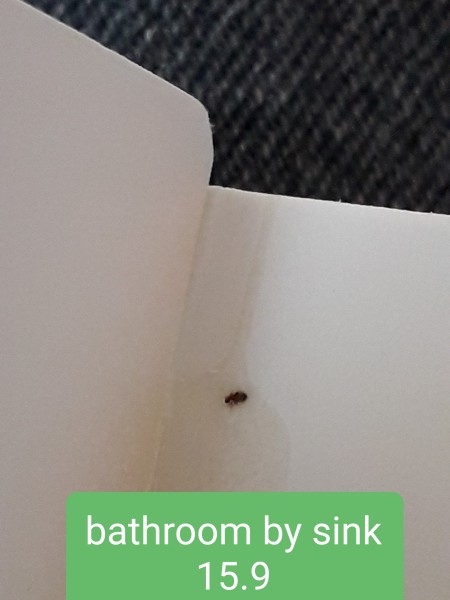 Identifying Beetles?