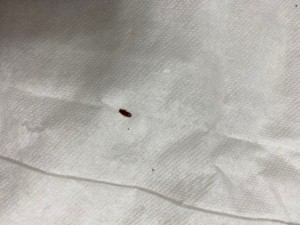 Identifying a Small Black Bug? - long black bug on white background