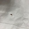 Identifying a Small Black Bug? - long black bug on white background