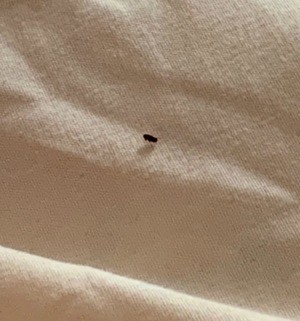 A small black bug in a bed.