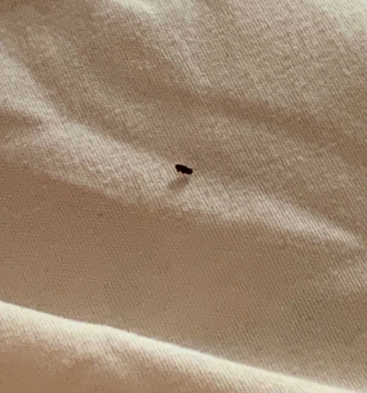 Tiny black bugs hard to squish