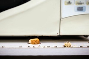 A line of ants near and in a microwave.