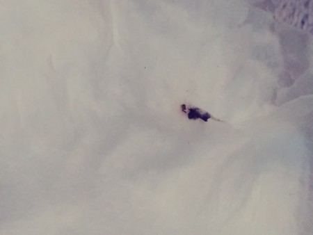 A small black fly on a white surface.