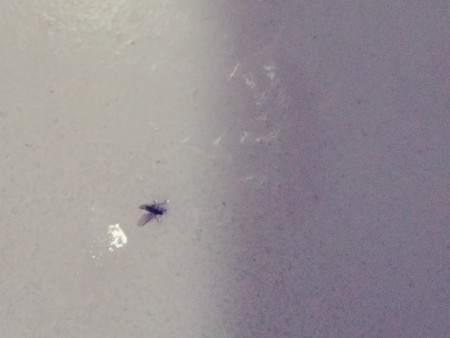 A small black fly on a white surface.
