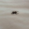 Identifying Spiders? - spider with legs towards front and back of body