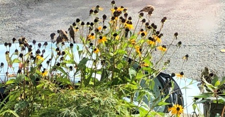 Finches Dining on Rudbeckia Seeds - late flowers and finches eating the seeds of the earlier blooms