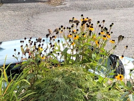 Finches Dining on Rudbeckia Seeds