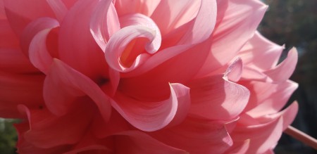 A close up of a pink dahlia bloom