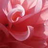 A close up of a pink dahlia bloom