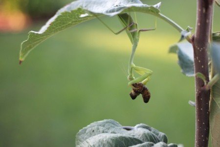Praying Mantis in My Backyard   - mantis with a caterpillar of some sort