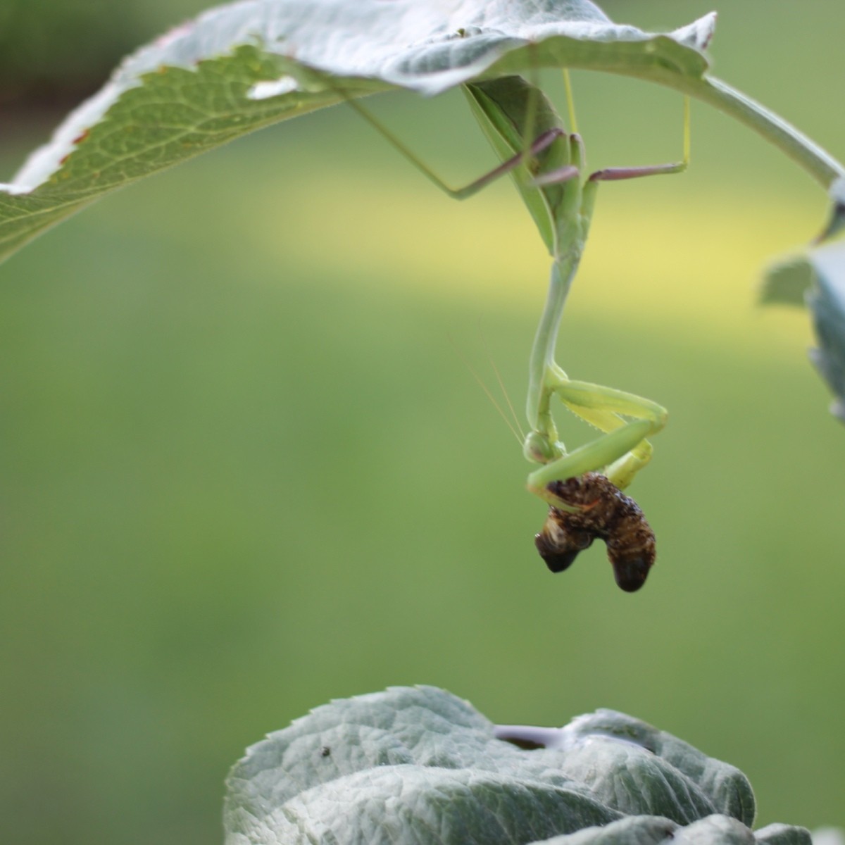 Praying Mantis in My Backyard Biology Diagrams