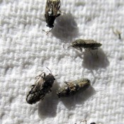 Several bugs on a white background.