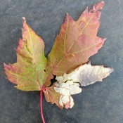 What Kind of Insect Eggs Are These? - eggs on a leaf