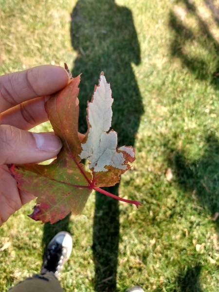 What Kind of Insect Eggs Are These? - hand holding the leaf