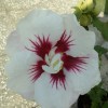 A white flower with deep pink/red marking in teh middle.