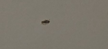 A small insect on a white surface.