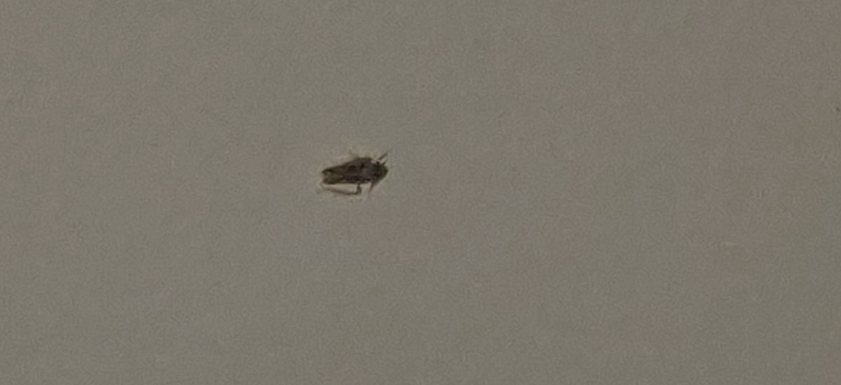 tiny beetles in house that fly