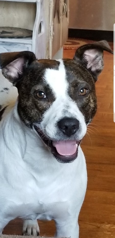 What Breed Is My Dog?