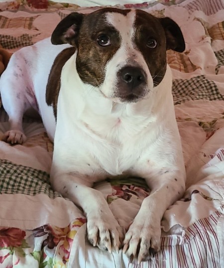 What Breed Is My Dog?