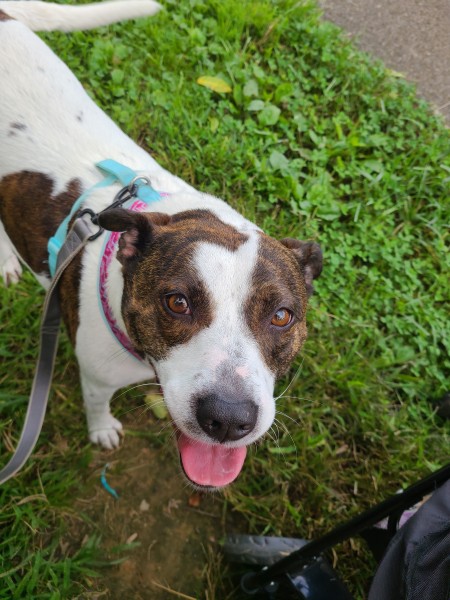 What Breed Is My Dog?