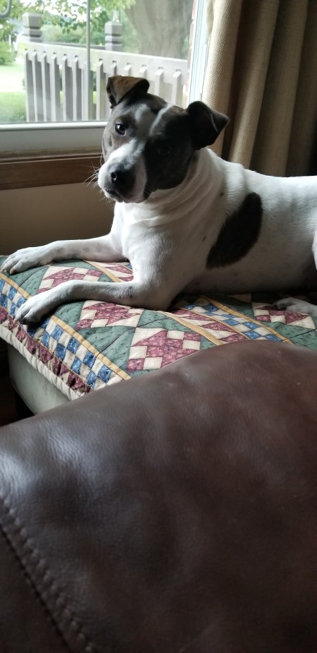 What Breed Is My Dog?