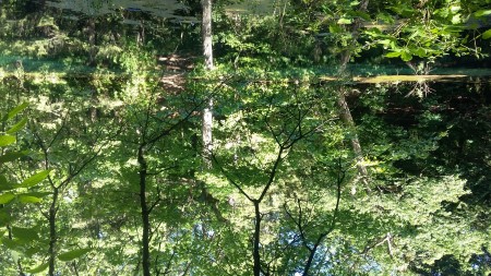 Trees in front of a still pond.