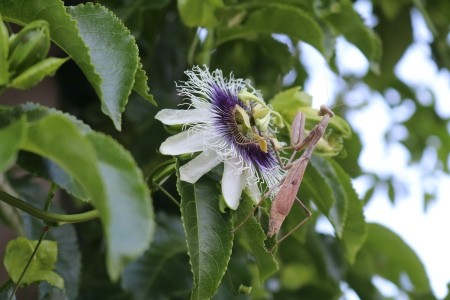 A praying mantis on a passionfruit vine flower.