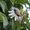A praying mantis on a passionfruit vine flower.