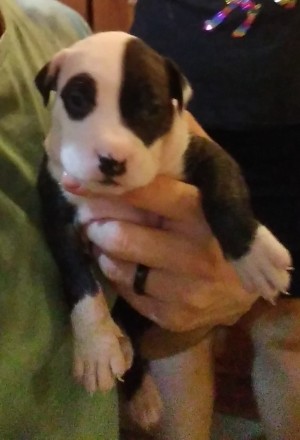 A small brown and white puppy.
