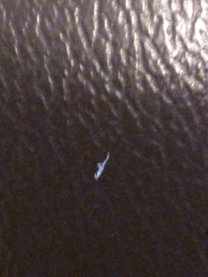 A small white insect.