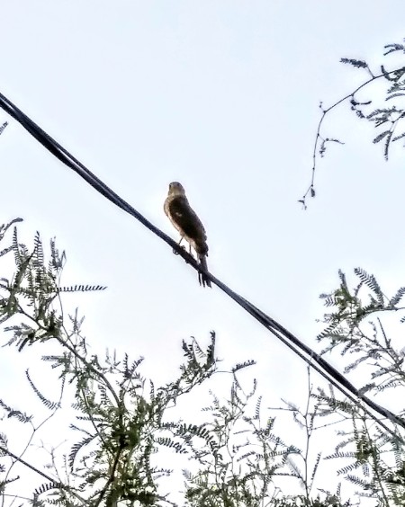 A hawk on a powerline.