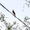 A hawk on a powerline.