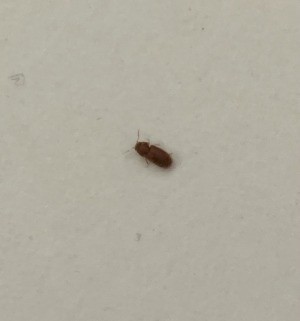 Identifying Small Brown Bugs | ThriftyFun
