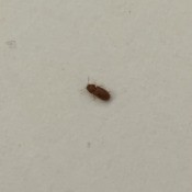 A small brown bug on a white surface.