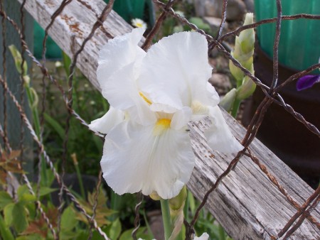 An iris next to a metal fence.